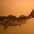Walleye Taxidermy 31 inch 7 thumbnail