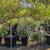 Patio Tree 15 thumbnail