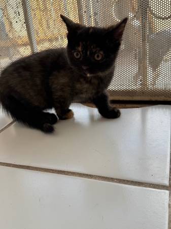Rehome mixed Persian kittens63894603016194122