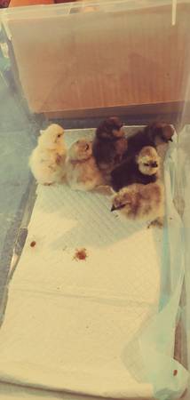 Silkies for sale 1