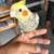 Hanfeed cockatiel 4 thumbnail
