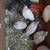 Quails, Fertilized Hatching Quail Eggs of multiple rare colors 2 thumbnail