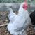 Roosters 3 thumbnail