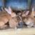 Feeder Pigs Pullets & Meat Rabbits 6 thumbnail