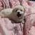 Pomchi 1 thumbnail