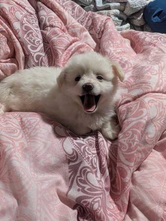 Pomchi 1