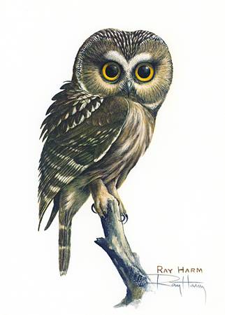 Owl Print by Noted Wildlife Artist 1