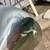 Mid century Luxo style large drafting table / floor lamp B30 10 thumbnail