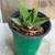 Crocodile Aloe succulent live Potted plants drought tolerant   Pick up 3 thumbnail
