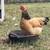 Brahma chickens 3 thumbnail