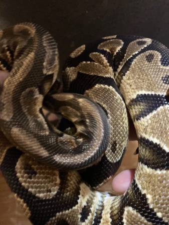 Ball Python Corn Snake y recintos (Graceville)63871469993987123