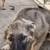 Sable Shepperd puppies 14 thumbnail