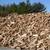 Firewood 1 thumbnail