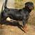 Rottwiller puppys 6 thumbnail