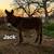 Miniature Donkeys 5 thumbnail