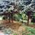 🌳🍃🌺Mary's Landscaping Svcs INC🌺🍃 9 thumbnail