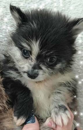 Pomeranians (Jacksonville)63682051624321120