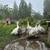 Sebastopol Goose Hatching Eggs and Goslings 3 thumbnail