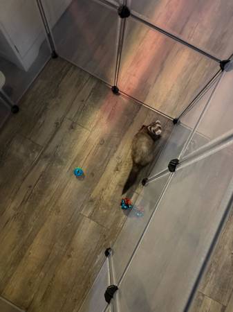 Ferret (Melbourne)63867089615491123