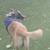 German Shepherd Husky Mix 9 thumbnail