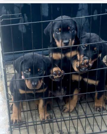 Rehoming Rottweilers (Visalia)64025057446530120