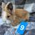 Rabbits 6 thumbnail