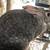 American and Giant Chinchilla Rabbits 1 thumbnail