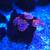 Corals for sale 3 thumbnail