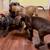 Great Dane Puppies 20 thumbnail