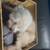 Pom Terrier 4 thumbnail