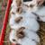 Bunnies born the day before easter 3 thumbnail