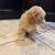 Two Precious Cavapoo Pups Available Now 9 thumbnail
