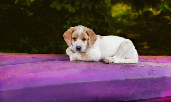 Re-Homing Heeler-Hound puppies. (Gap Mills)63667748570369121