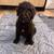 Golden Doodle Puppies (Standard Size) 6 thumbnail