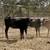 Corriente Heifer Calves | Roping Potentials 5 thumbnail