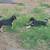 puppies 17 thumbnail