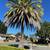 Actively Buying Large Palm Trees like these 1 thumbnail
