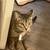 female tabby cat with necessities rehome 3 thumbnail