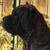 Presa canario 8 thumbnail