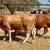 2 beefmasters heifers GENTLE!! 6 thumbnail