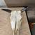 Cow and yak skull man cave 6 thumbnail