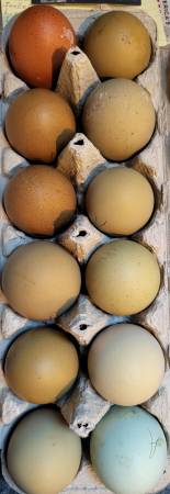 Eggs to Produce MINTY Layers 1