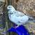 Pigeons 3 thumbnail