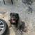 Rottweiler 2 thumbnail
