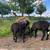 Price increases after October Katahdin Hair Sheep-Rams 8 thumbnail