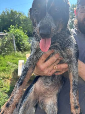 Heelers need a new home (Windsor)63903227579267120