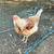 ●●●●●YOUNG HENS FOR SALE! 3 thumbnail