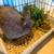 Netherland Dwarf Bunny + starter kit 3 thumbnail
