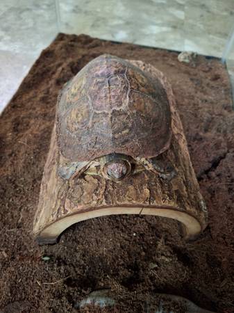 turtle for rehome (Wilkes Barre)64579665728001120