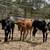 Corriente Heifer Calves | Roping Potentials 1 thumbnail